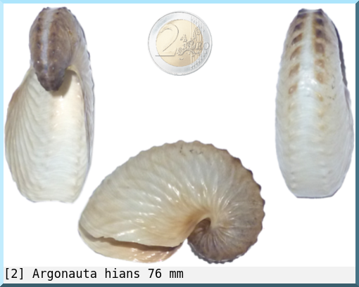 Argonauta hians