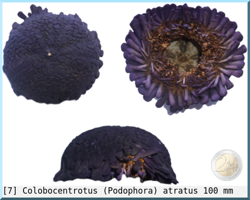 Colobocentrotus (Podophora) atratus