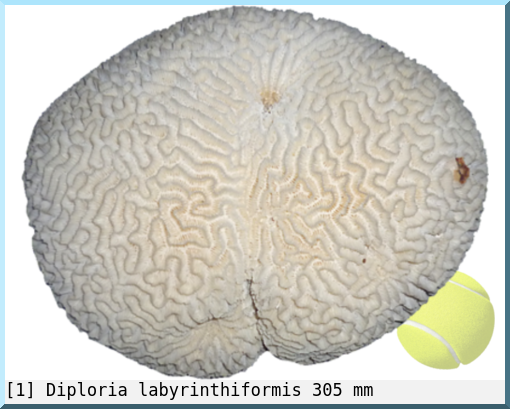 Diploria labyrinthiformis