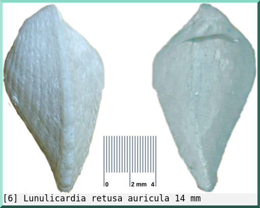 Lunulicardia retusa auricula
