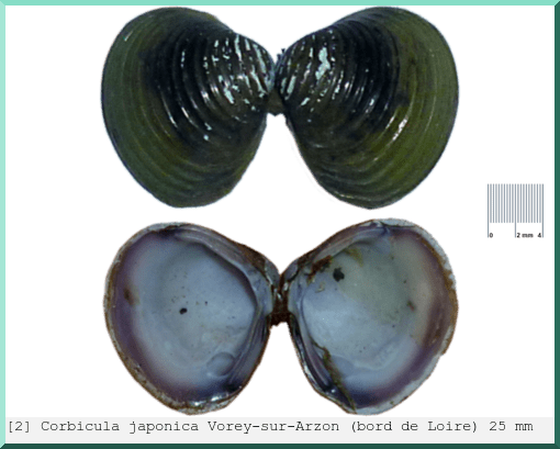Corbicula japonica : Vorey-sur-Arzon (bord de Loire)