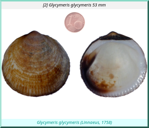 Glycymeris glycymeris