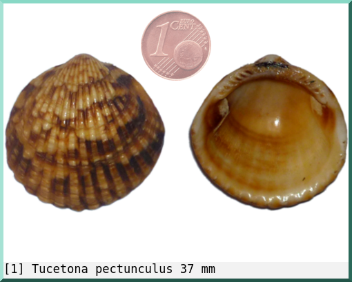 Tucetona pectunculus