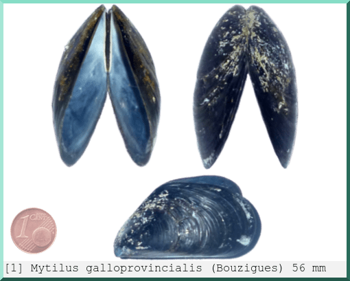 Mytilus galloprovincialis : (Bouzigues)