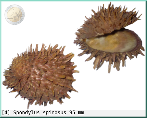Spondylus spinosus