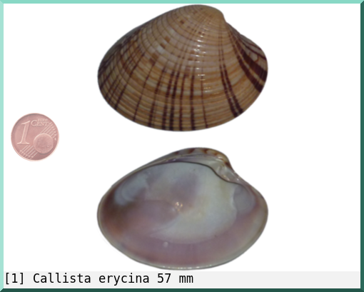 Callista erycina