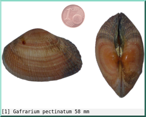 Gafrarium pectinatum