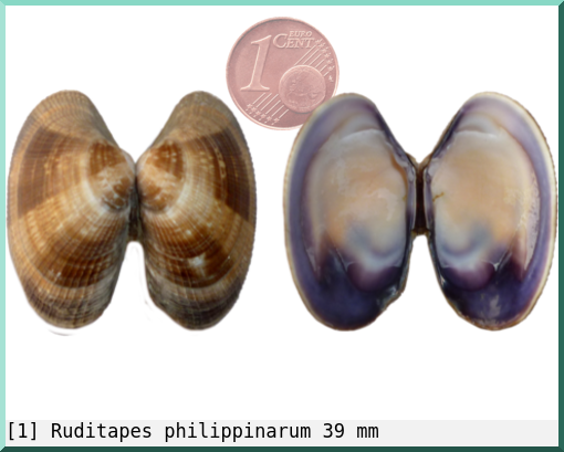 Ruditapes philippinarum