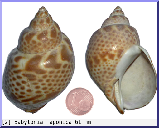 Babylonia japonica