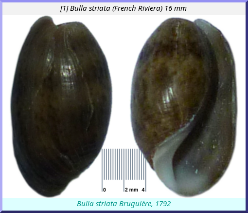 Bulla striata : (French Riviera)