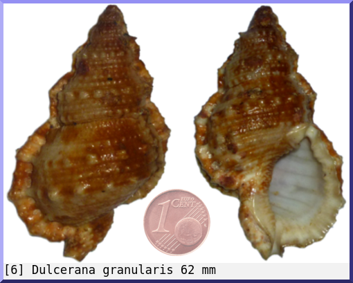 Dulcerana granularis