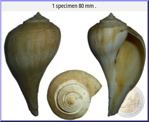 Fulguropsis pyruloides