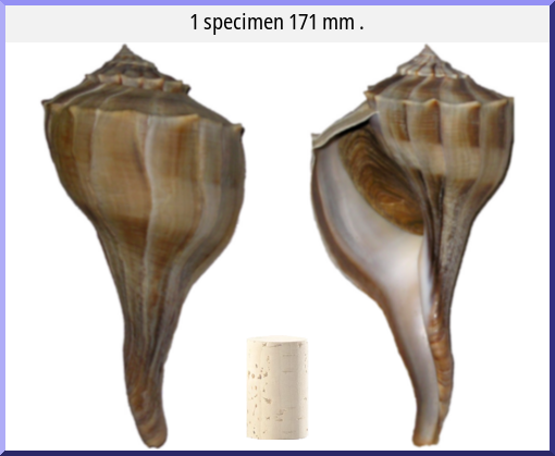 Sinistrofulgur perversum