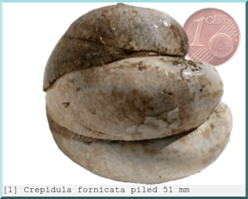 Crepidula fornicata : piled