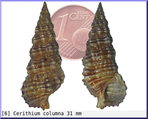 Cerithium columna