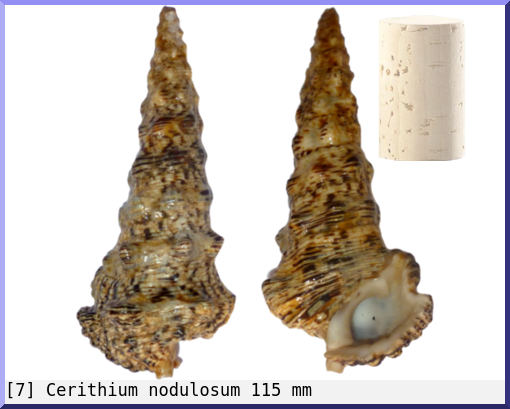 Cerithium nodulosum