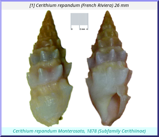 Cerithium repandum : (French Riviera)