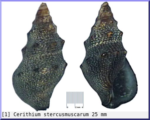 Cerithium stercusmuscarum