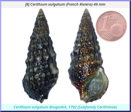 Cerithium vulgatum : (French Riviera)