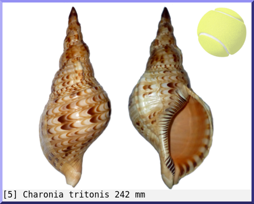 Charonia tritonis