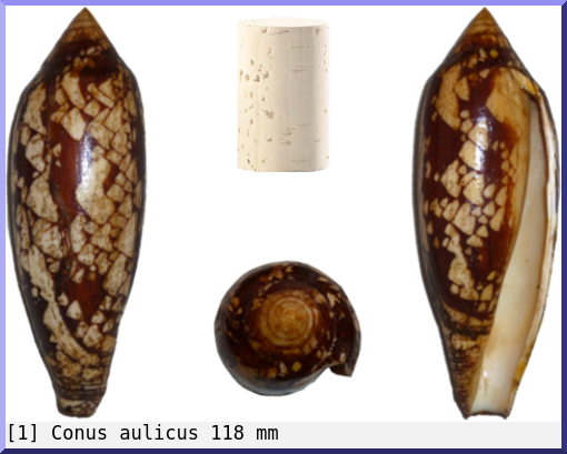 Conus aulicus