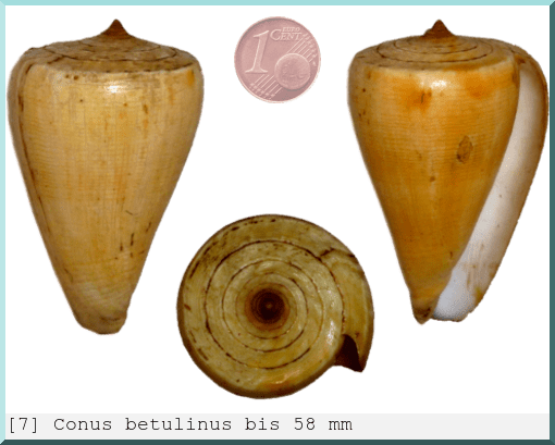 Conus betulinus : bis