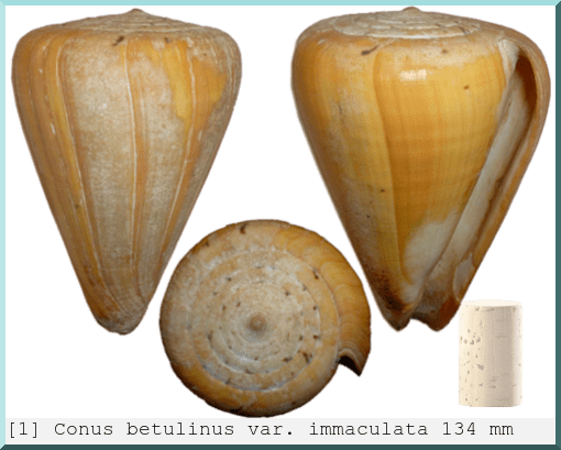 Conus betulinus var. immaculata