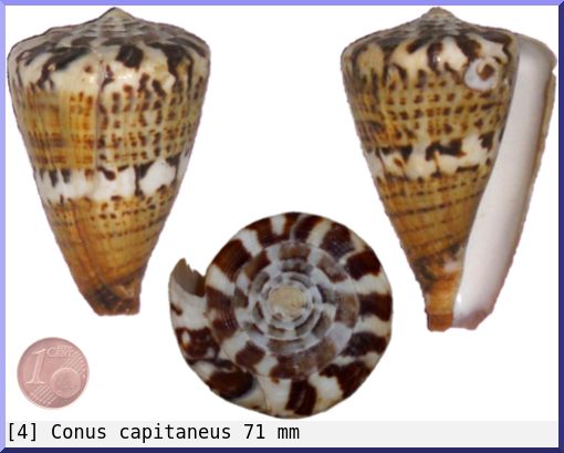 Conus capitaneus