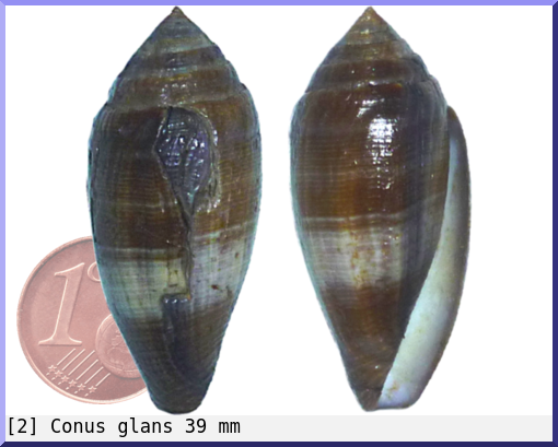 Conus glans