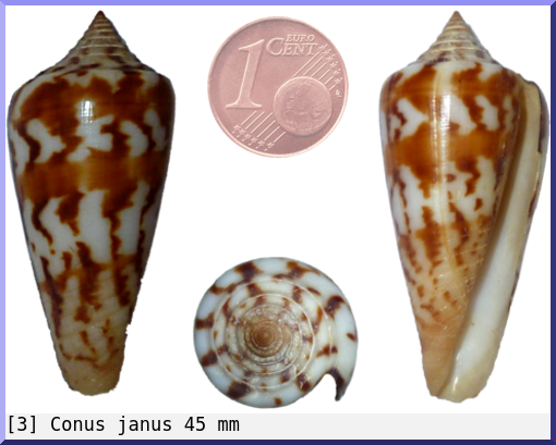 Conus janus