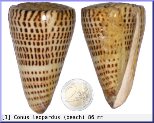 Conus leopardus : (beach)