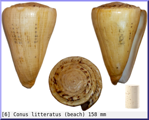 Conus litteratus : (beach)
