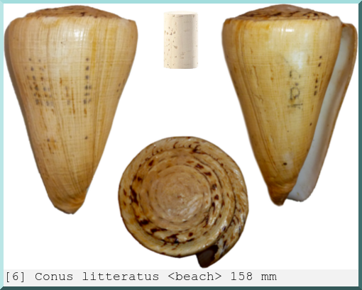 Conus litteratus : <beach>