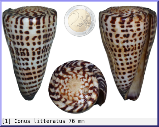 Conus litteratus
