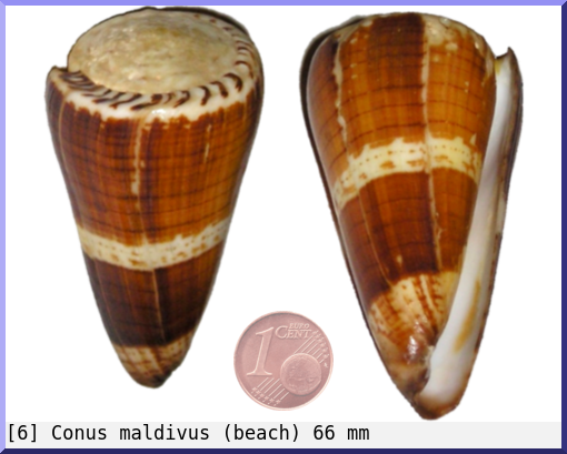 Conus maldivus : (beach)