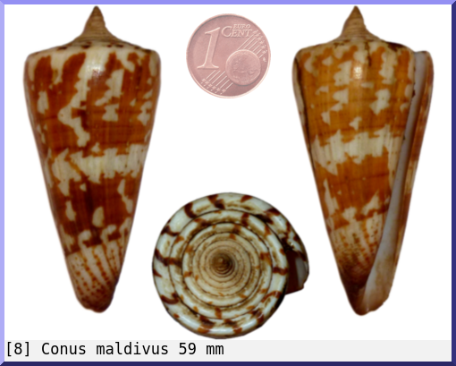 Conus maldivus