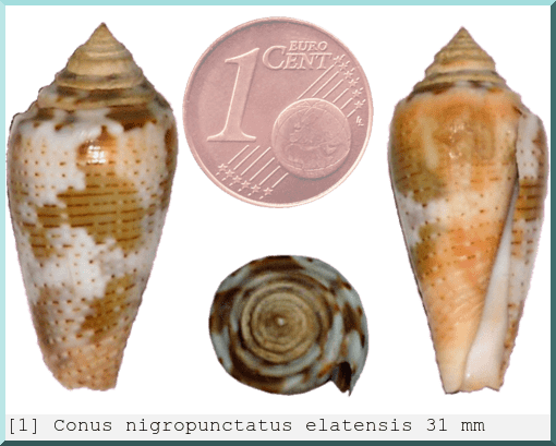Conus nigropunctatus elatensis