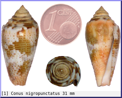 Conus nigropunctatus