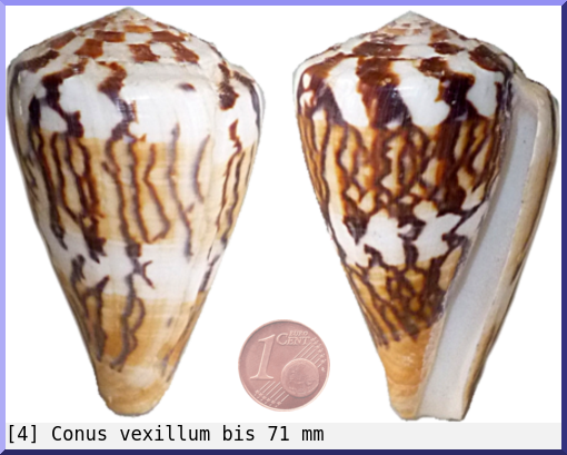 Conus vexillum : bis