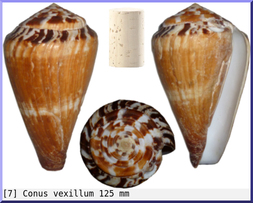 Conus vexillum
