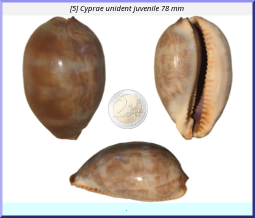 Cyprae unident juvenile