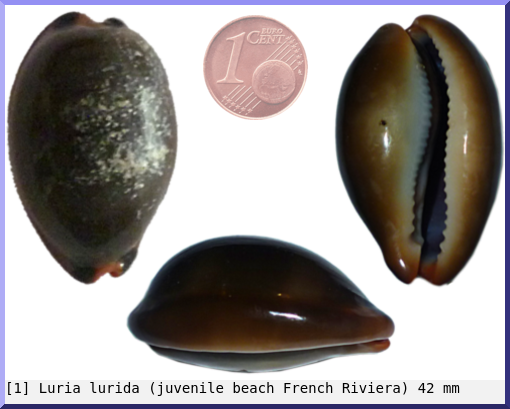Luria lurida : (juvenile beach French Riviera)