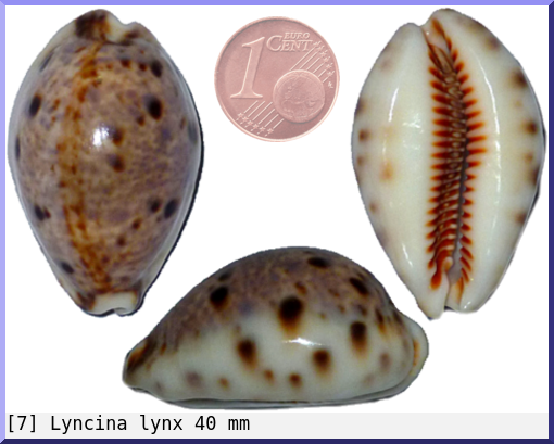 Lyncina lynx
