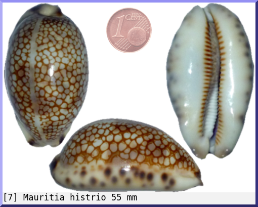 Mauritia histrio