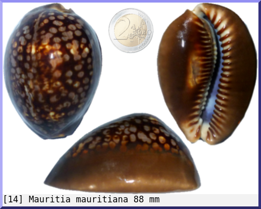 Mauritia mauritiana
