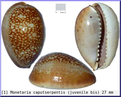 Monetaria caputserpentis : (juvenile bis)