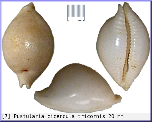 Pustularia cicercula tricornis