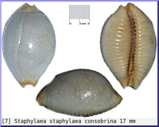 Staphylaea staphylaea consobrina
