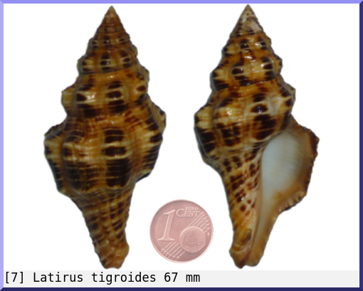 Latirus tigroides