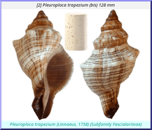 Pleuroploca trapezium : (bis)